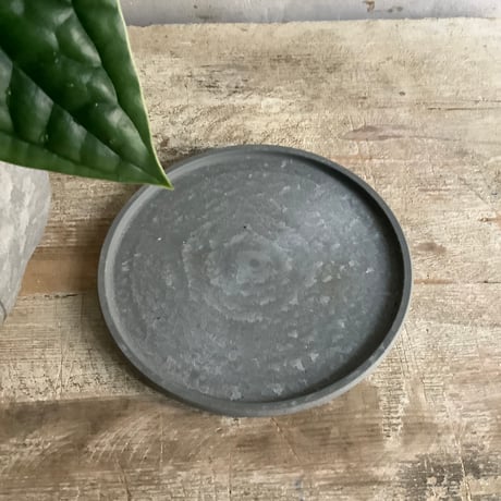 Anthurium Luxurians silver(アンスリューム・ルクスリアンスシルバー)