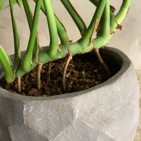Monstera Burle Marx's Flame With  "岩鉢"Rock-like Planter (モンステラ・バールマルクスフレーム/ 岩"Iwa"ポット入り)