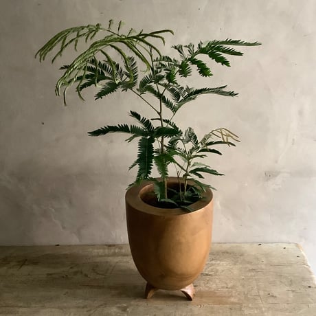 "Everfresh" Pithecellobium with Acacia wood Planter cover Size2 ("エバーフレッシュ"/アカシア木製 鉢カバー付き サイズ２)