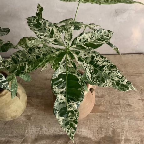 Pachira Milkyway mini with Tunisia pot/"2"Type (チュニジアポットシリーズ・パキラ"ミルキーウェイ"ミニ A/B 2タイプ)