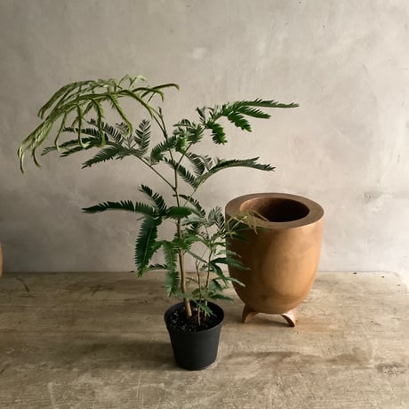 "Everfresh" Pithecellobium with Acacia wood Planter cover Size2 ("エバーフレッシュ"/アカシア木製 鉢カバー付き サイズ２)