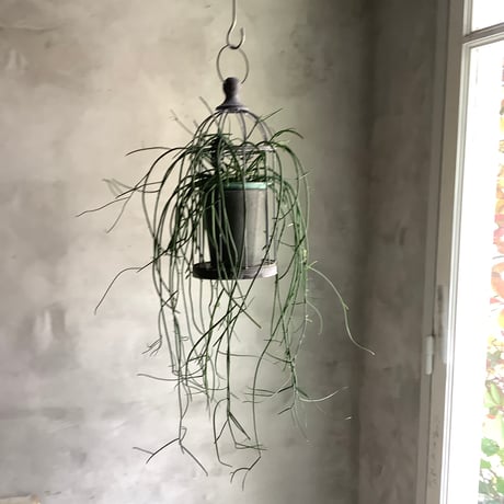 Bird cage Rhipsalis Puniceodiscus (バードケージ入りリプサリス”プニセオディスカス”)