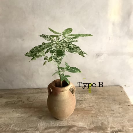 Pachira Milkyway mini with Tunisia pot/"2"Type (チュニジアポットシリーズ・パキラ"ミルキーウェイ"ミニ A/B 2タイプ)