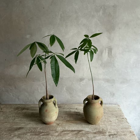 Pachira  mini with Tunisia pot/"2"Type (チュニジアポットシリーズ・パキラ ミニ A/B 2タイプ)