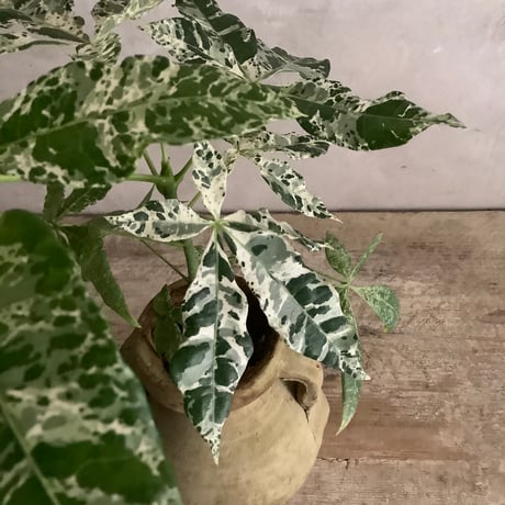 Pachira Milkyway mini with Tunisia pot/"2"Type (チュニジアポットシリーズ・パキラ"ミルキーウェイ"ミニ A/B 2タイプ)