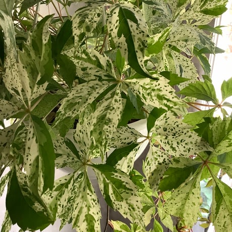 Parthenocissus quinquefolia（Virginia Creeper ）アメリカ蔦(苗)ハンギングタイプ