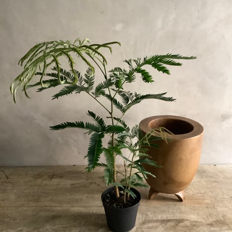 "Everfresh" Pithecellobium with Acacia wood Planter cover Size2 ("エバーフレッシュ"/アカシア木製 鉢カバー付き サイズ２)