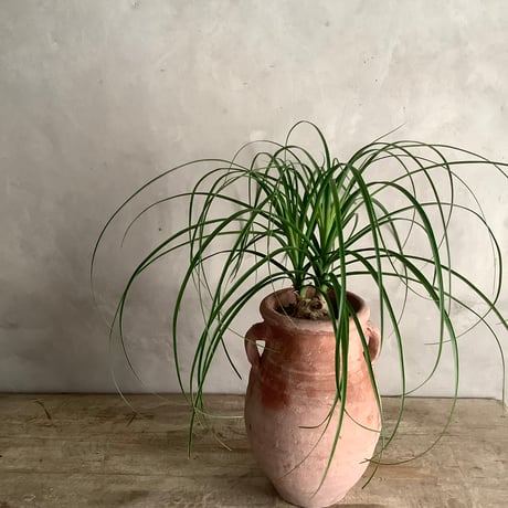 Ponytail palm with Tunisia pot  (ポニーテールパーム"ノリナ・トックリラン"/チュニジアポット付き)