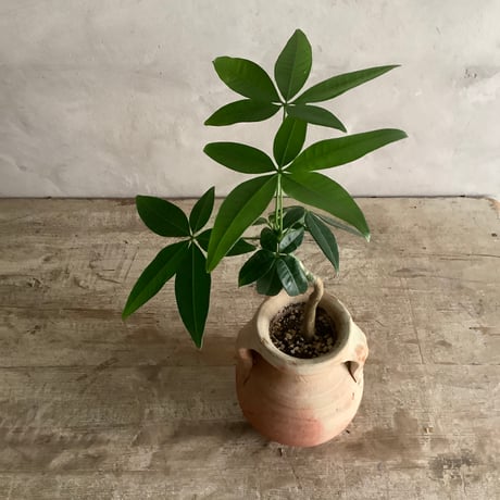 Pachira mini with Tunisia pot/"2"Type (チュニジアポットシリーズ・パキラ ミニ A/B 2タイプ)