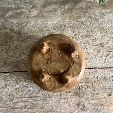 "Everfresh" Pithecellobium with Acacia wood Planter cover Size 1 ("エバーフレッシュ"/アカシア木製 鉢カバー付き サイズ1 ミニ )