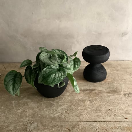 Schindapsus picts”Trebie" スキンダプサストレビー with Black Potcover＆Woodstool (ブラック ウッドポット＆スタンドつき)