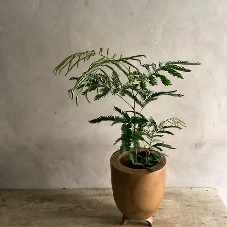 "Everfresh" Pithecellobium with Acacia wood Planter cover Size2 ("エバーフレッシュ"/アカシア木製 鉢カバー付き サイズ２)