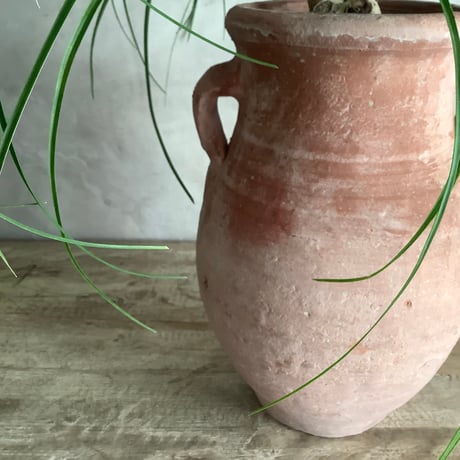 Ponytail palm with Tunisia pot  (ポニーテールパーム"ノリナ・トックリラン"/チュニジアポット付き)
