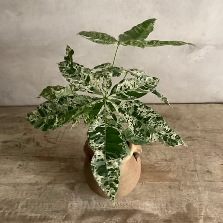 Pachira Milkyway mini with Tunisia pot/"2"Type (チュニジアポットシリーズ・パキラ"ミルキーウェイ"ミニ A/B 2タイプ)