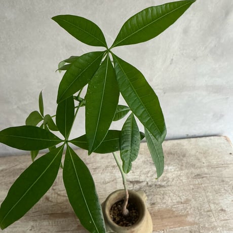 Pachira  mini with Tunisia pot/"2"Type (チュニジアポットシリーズ・パキラ ミニ A/B 2タイプ)