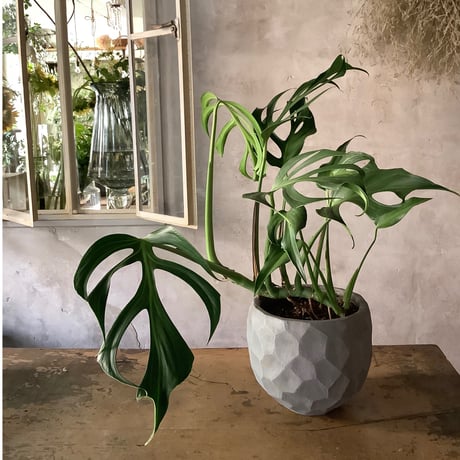 Monstera Burle Marx's Flame With  "岩鉢"Rock-like Planter (モンステラ・バールマルクスフレーム/ 岩"Iwa"ポット入り)