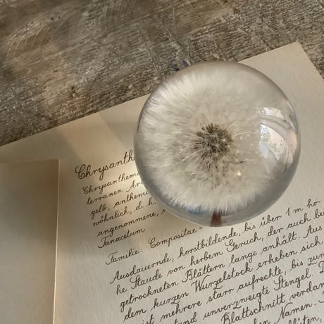 Dandelion Fluff  Paper Weight (タンポポ綿毛のペーパーウェイト）
