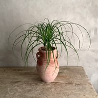 Ponytail palm with Tunisia pot  (ポニーテールパーム"ノリナ・トックリラン"/チュニジアポット付き)