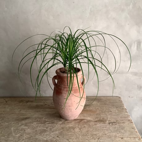 Ponytail palm with Tunisia pot  (ポニーテールパーム"ノリナ・トックリラン"/チュニジアポット付き)