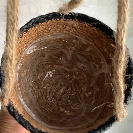 Peperomia angulata with Jute Hanging planter cover (ジュートハンギングカバー付きペペロミア アングラータ)