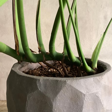 Monstera Burle Marx's Flame With  "岩鉢"Rock-like Planter (モンステラ・バールマルクスフレーム/ 岩"Iwa"ポット入り)