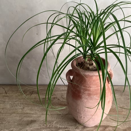 Ponytail palm with Tunisia pot  (ポニーテールパーム"ノリナ・トックリラン"/チュニジアポット付き)