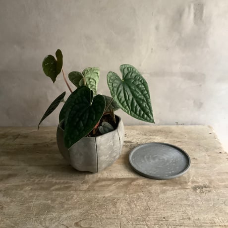 Anthurium Luxurians silver(アンスリューム・ルクスリアンスシルバー)