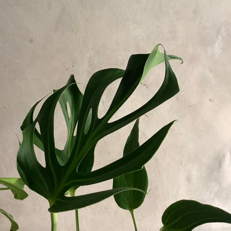 Monstera Burle Marx's Flame With  "岩鉢"Rock-like Planter (モンステラ・バールマルクスフレーム/ 岩"Iwa"ポット入り)