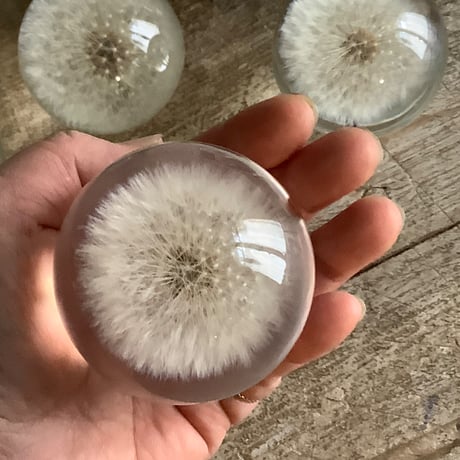 Dandelion Fluff  Paper Weight (タンポポ綿毛のペーパーウェイト）