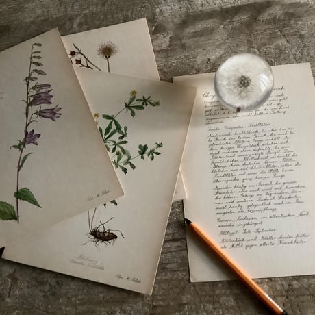 Dandelion Fluff  Paper Weight (タンポポ綿毛のペーパーウェイト）