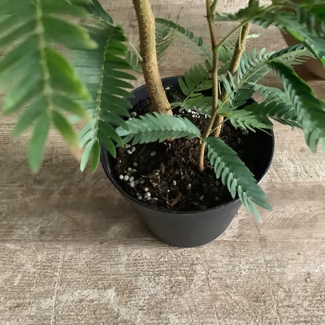 "Everfresh" Pithecellobium with Acacia wood Planter cover Size2 ("エバーフレッシュ"/アカシア木製 鉢カバー付き サイズ２)