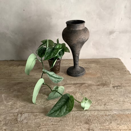 Schindapsus picts”Trebie" with Vintage Goblet Black Planter cover (ヴィンテージミュール鉢カバー付きスキンダプサス・トレビー)