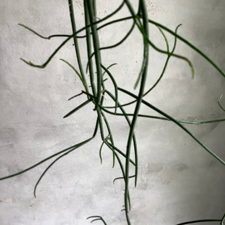 Bird cage Rhipsalis Puniceodiscus (バードケージ入りリプサリス”プニセオディスカス”)