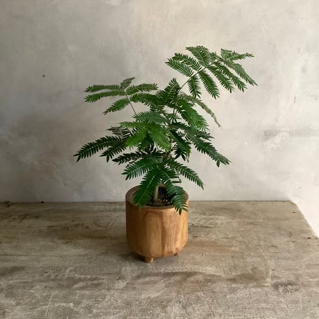"Everfresh" Pithecellobium with Acacia wood Planter cover Size 1 ("エバーフレッシュ"/アカシア木製 鉢カバー付き サイズ1 ミニ )
