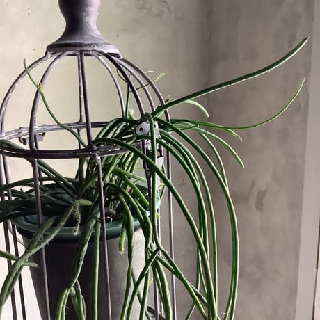 Bird cage Rhipsalis Puniceodiscus (バードケージ入りリプサリス”プニセオディスカス”)
