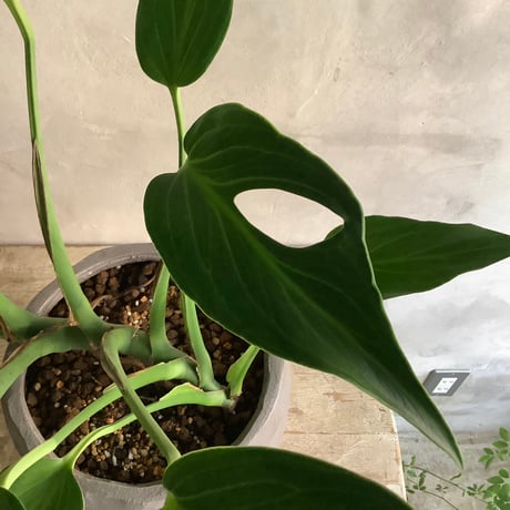 Monstera Burle Marx's Flame With  "岩鉢"Rock-like Planter (モンステラ・バールマルクスフレーム/ 岩"Iwa"ポット入り)