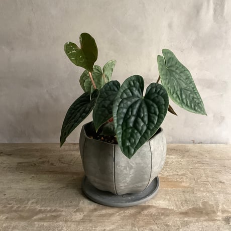 Anthurium Luxurians silver(アンスリューム・ルクスリアンスシルバー)