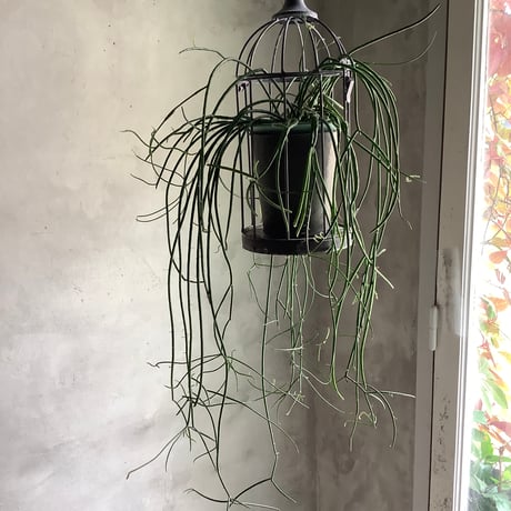 Bird cage Rhipsalis Puniceodiscus (バードケージ入りリプサリス”プニセオディスカス”)