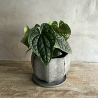 Anthurium Luxurians silver"type2" (アンスリューム・ルクスリアンスシルバー)タイプ２