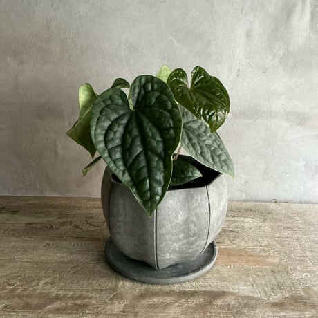 Anthurium Luxurians silver"type2" (アンスリューム・ルクスリアンスシルバー)タイプ２