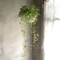 Parthenocissus quinquefolia（Virginia Creeper ）アメリカ蔦(苗)ハンギングタイプ
