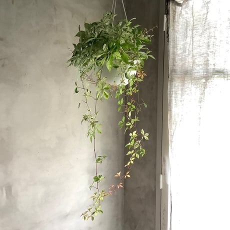 Parthenocissus quinquefolia（Virginia Creeper ）アメリカ蔦(苗)ハンギングタイプ