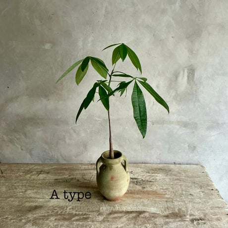 Pachira  mini with Tunisia pot/"2"Type (チュニジアポットシリーズ・パキラ ミニ A/B 2タイプ)