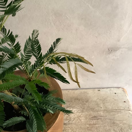 "Everfresh" Pithecellobium with Acacia wood Planter cover Size2 ("エバーフレッシュ"/アカシア木製 鉢カバー付き サイズ２)