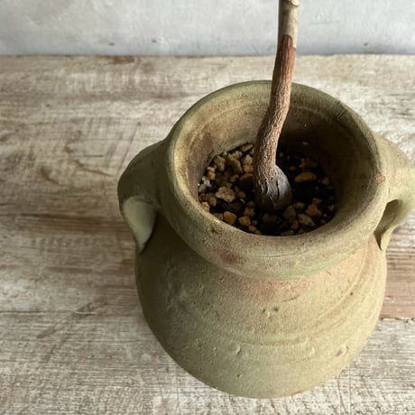Pachira  mini with Tunisia pot/"2"Type (チュニジアポットシリーズ・パキラ ミニ A/B 2タイプ)