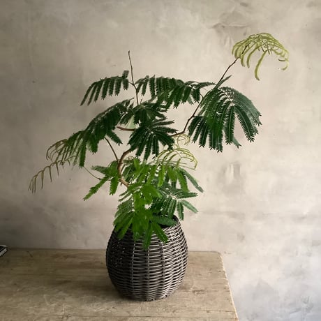 Basketed "Everfresh" Pithecellobium (バスケット鉢カバー付き"エバーフレッシュ"ピテケロビウム)