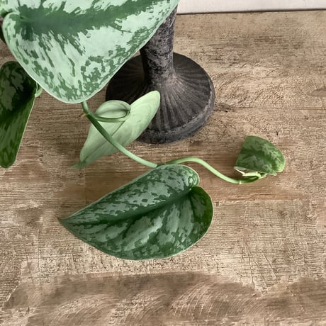 Schindapsus picts”Trebie" with Vintage Goblet Black Planter cover (ヴィンテージミュール鉢カバー付きスキンダプサス・トレビー)