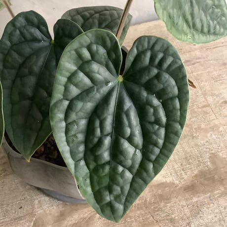 Anthurium Luxurians silver(アンスリューム・ルクスリアンスシルバー)