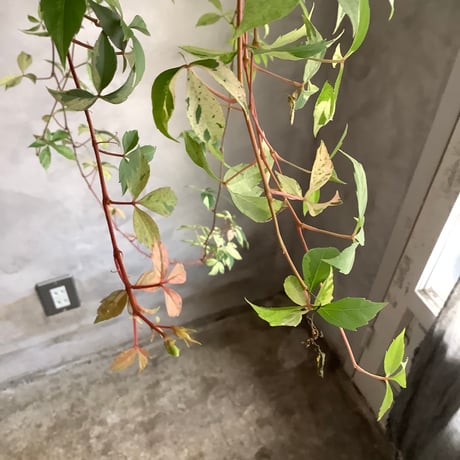 Parthenocissus quinquefolia（Virginia Creeper ）アメリカ蔦(苗)ハンギングタイプ