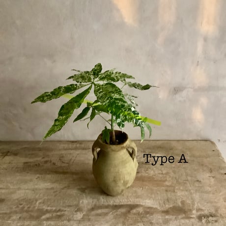 Pachira Milkyway mini with Tunisia pot/"2"Type (チュニジアポットシリーズ・パキラ"ミルキーウェイ"ミニ A/B 2タイプ)